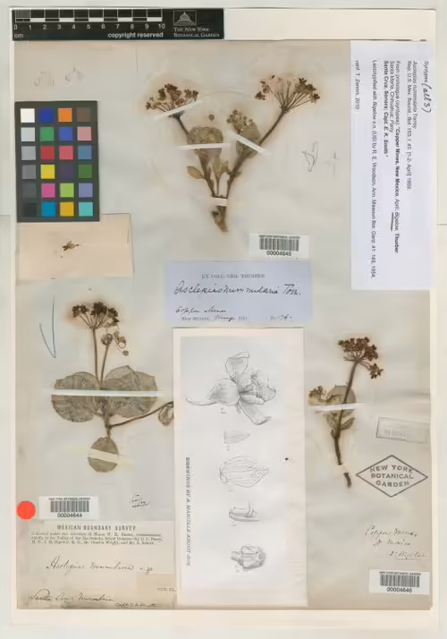 Type specimen of tufted milkweed (Asclepias nummularia).