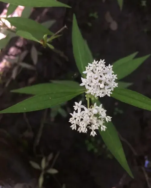 Plant of aquatic milkweed (Asclepias perennis) in a shaded area.