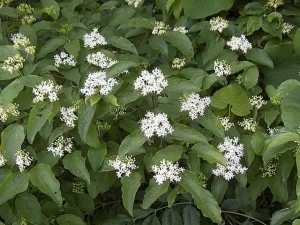 Flowers of rough-leaf dogwood (Cornus drummondii).