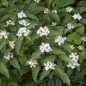 Flowers of rough-leaf dogwood (Cornus drummondii).