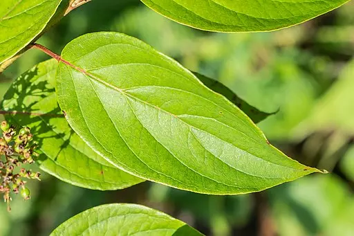 Leaf of silky dogwood (Cornus amomum).