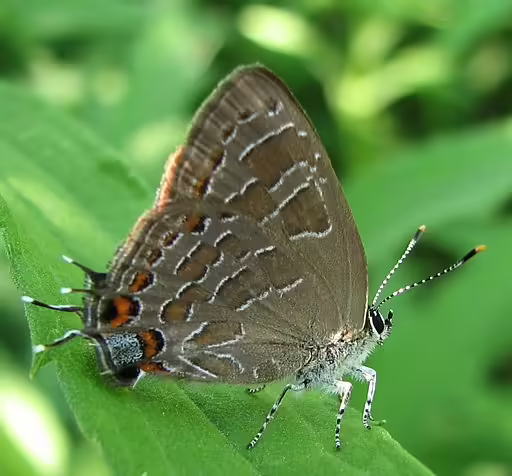 Striped hairstreak butterfly (Satyrium liparops) on vegetation.