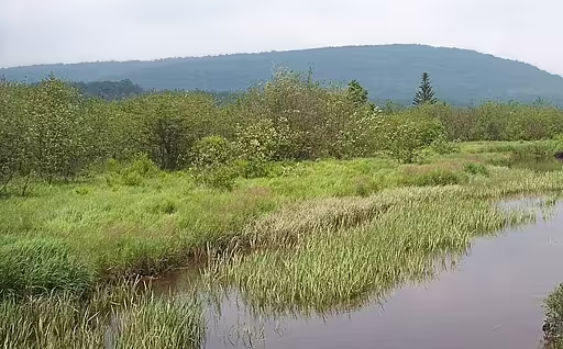 Shrub swamp in West Virginia.