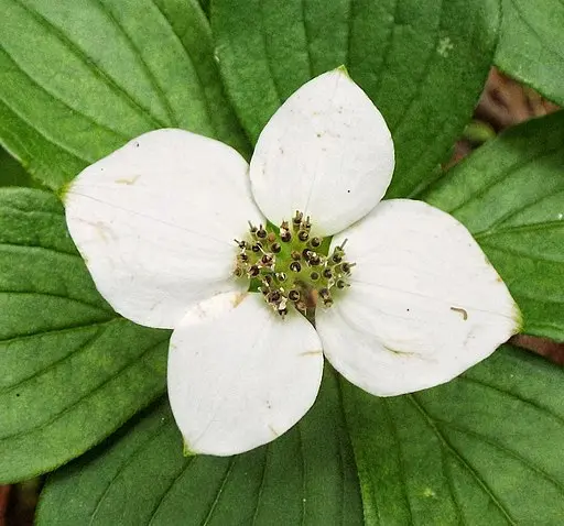 White flower of bunchberry (Cornus canadensis).