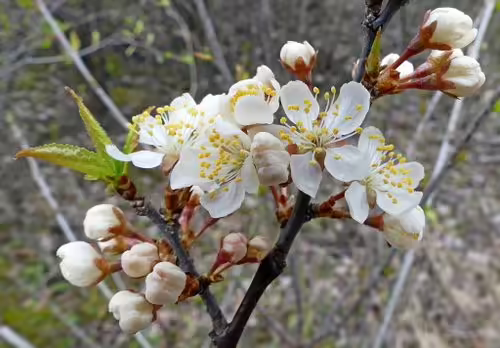 White flowers of Canadian plum (Prunus nigra).