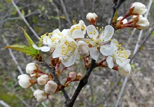 White flowers of Canadian plum (Prunus nigra).