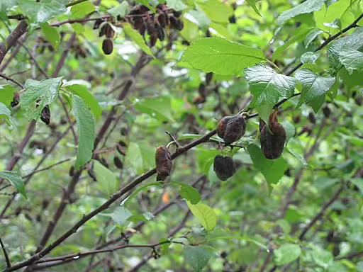 Fruits of Canadian plum (Prunus nigra).