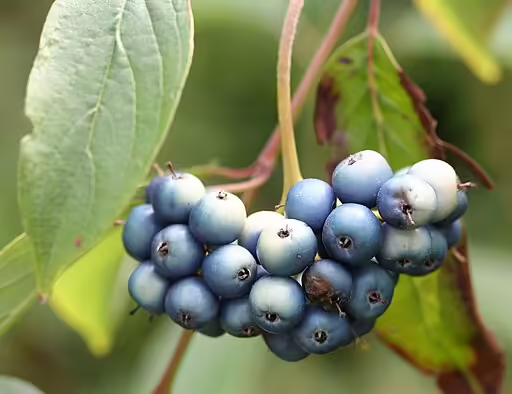 Bluish-black fruits of silky dogwood (Cornus amomum).