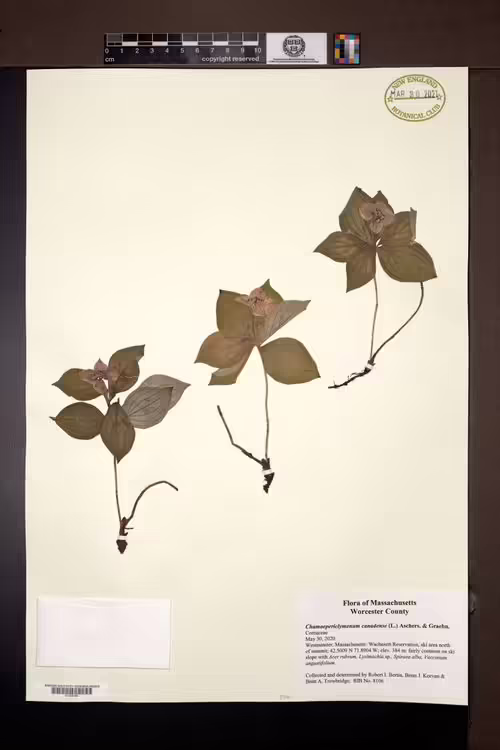 Herbarium specimen of bunchberry (Cornus canadensis).