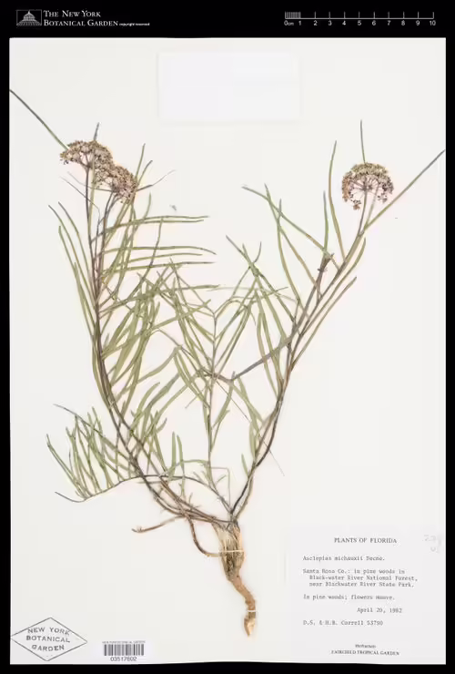 Herbarium specimen of Michaux's milkweed (Asclepias michauxii).