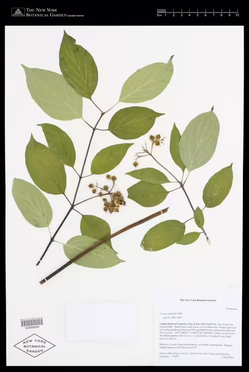 Herbarium specimen of silky dogwood (Cornus amomum).