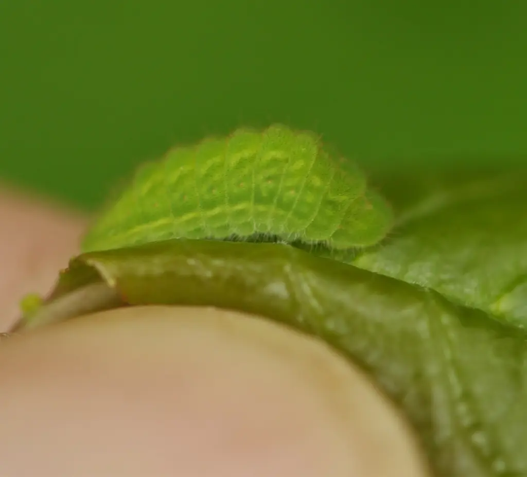 Larva (caterpillar) of striped hairstreak (Satyrium liparops) on green leaf.