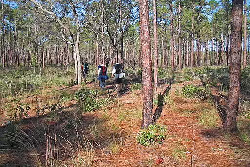 Longleaf pine barren habitat in Florida.