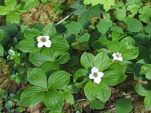 Plants of bunchberry (Cornus canadensis).