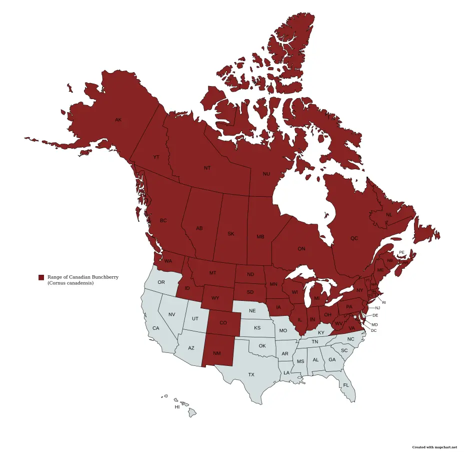 Range map of bunchberry (Cornus canadensis) in the United States and Canada.