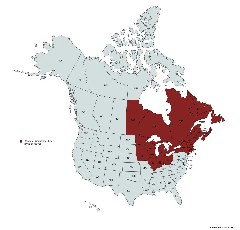 Range map of canadian plum (Prunus nigra) in the United States and Canada.