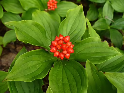 Red fruit of bunchberry (Cornus canadensis).