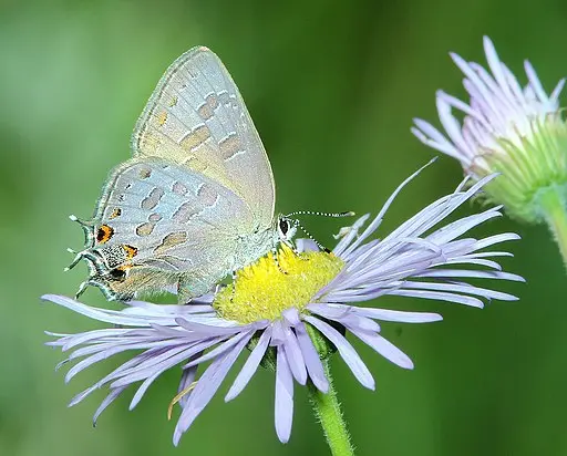 Striped Hairstreak (Satyrium liparops) showing blue and orange spot.
