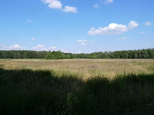 Meadow habitat in Europe.