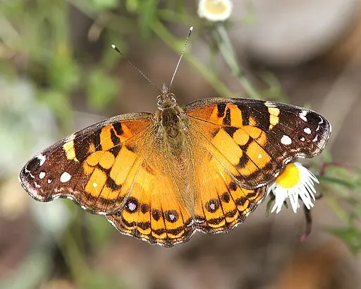 American lady butterfly (Vanessa virginiensis) on white flower.