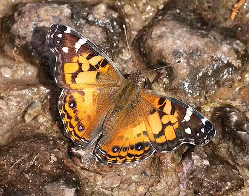 American lady butterfly on moist ground.