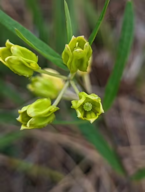 Close-up of greenish-yellow flowers of savannah milkweed (Asclepias pedicellata).