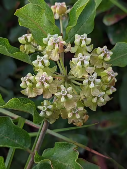 Greenish-white flowers of velvetleaf milkweed (Asclepias tomentosa).