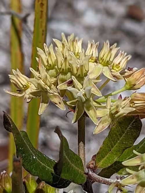 Yellowish flowers of curtis's milkweed (Asclepias curtissii).