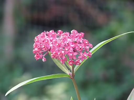 Red flowers of red milkweed (Asclepias rubra).