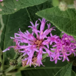 Purple flowers of western ironweed (Vernonia baldwinii).