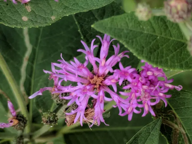Purple flowers of western ironweed (Vernonia baldwinii).