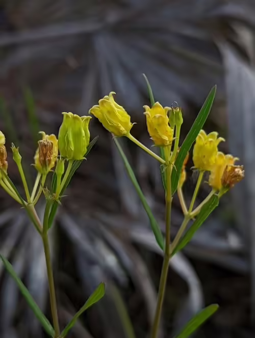 Yellowish flowers of savannah milkweed (Asclepias pedicellata).