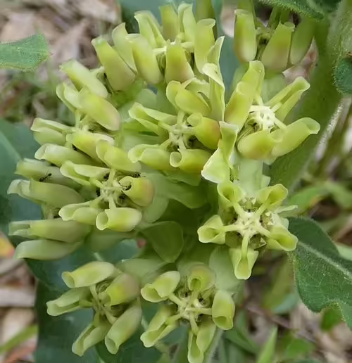 Greenish-yellow flowers of pineland milkweed (Asclepias obovata).