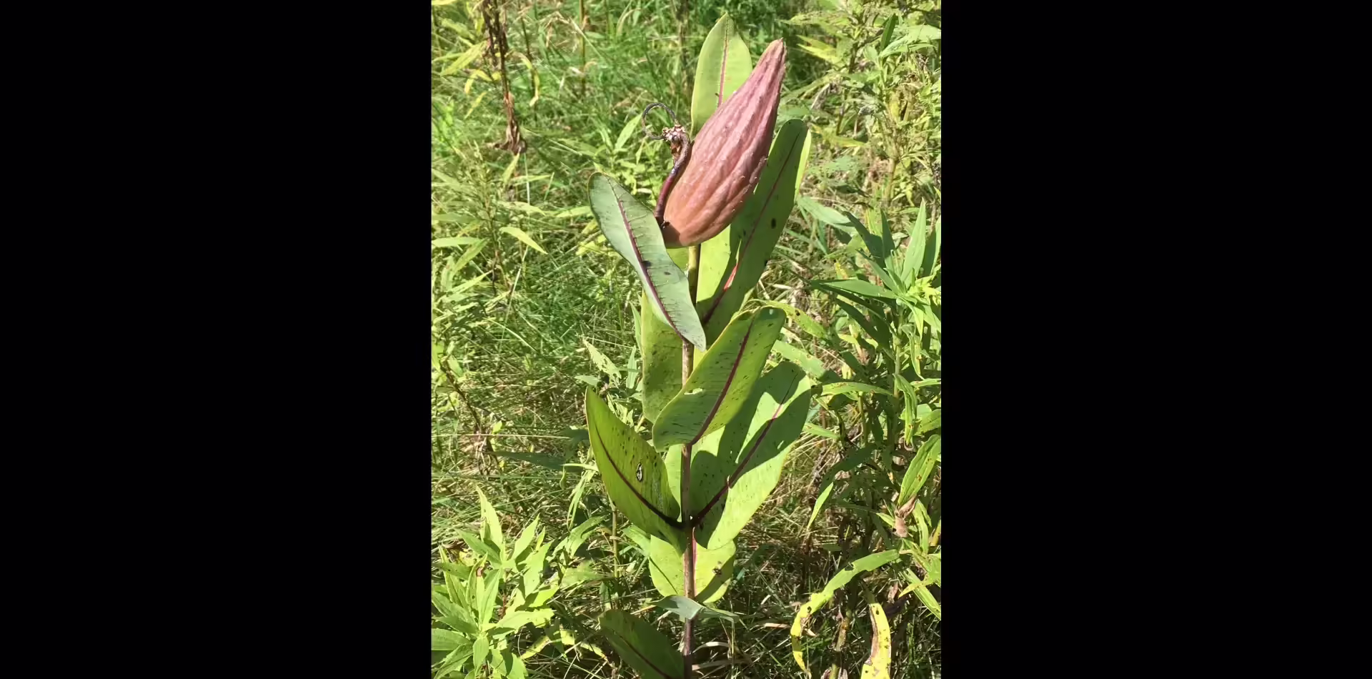 Brown follicle (fruit) of sullivant's milkweed (Asclepias sullivantii).