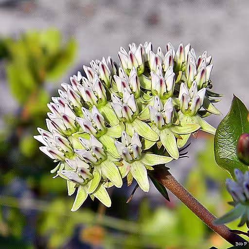 Green and white flowers of curtis's milkweed (Asclepias curtissii).