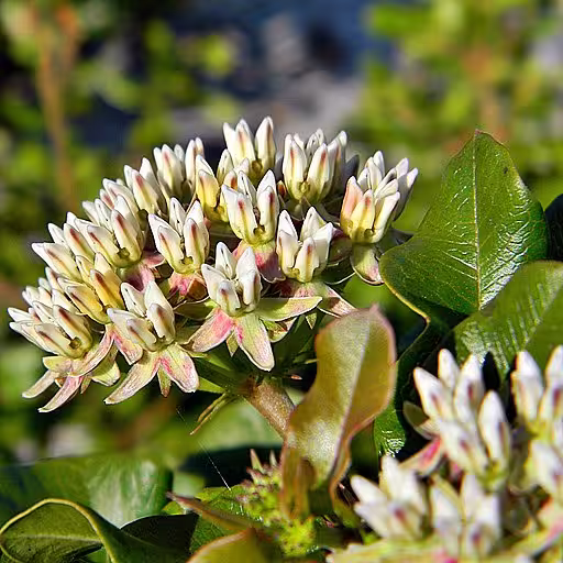 Greenish flowers of curtis's milkweed (Asclepias curtissii).