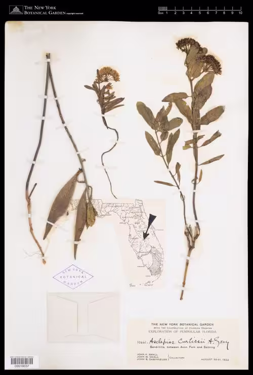 Herbarium specimen of curtis' milkweed (Asclepias curtissii).