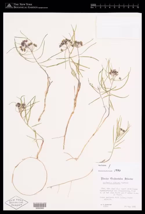 Herbarium specimen of Cutler's milkweed (Asclepias cutleri).