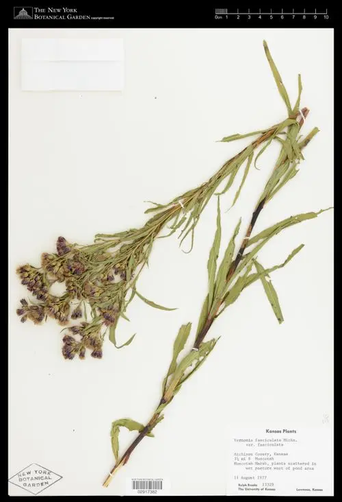 Herbarium specimen of prairie ironweed (Vernonia fasciculata).