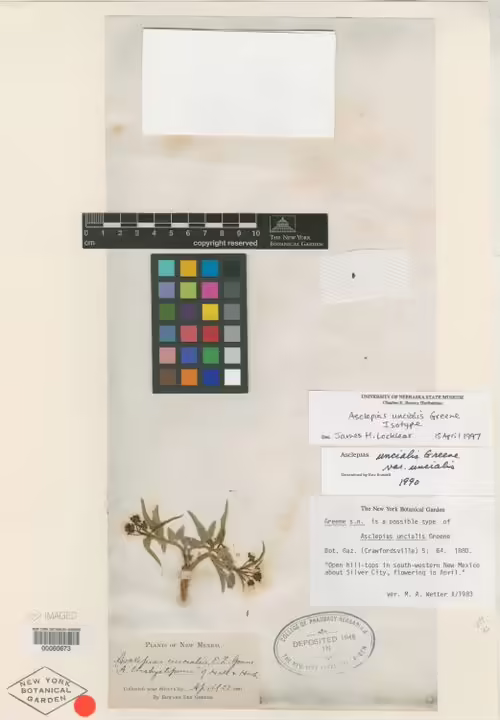Herbarium specimen of wheel milkweed (Asclepias uncialis).