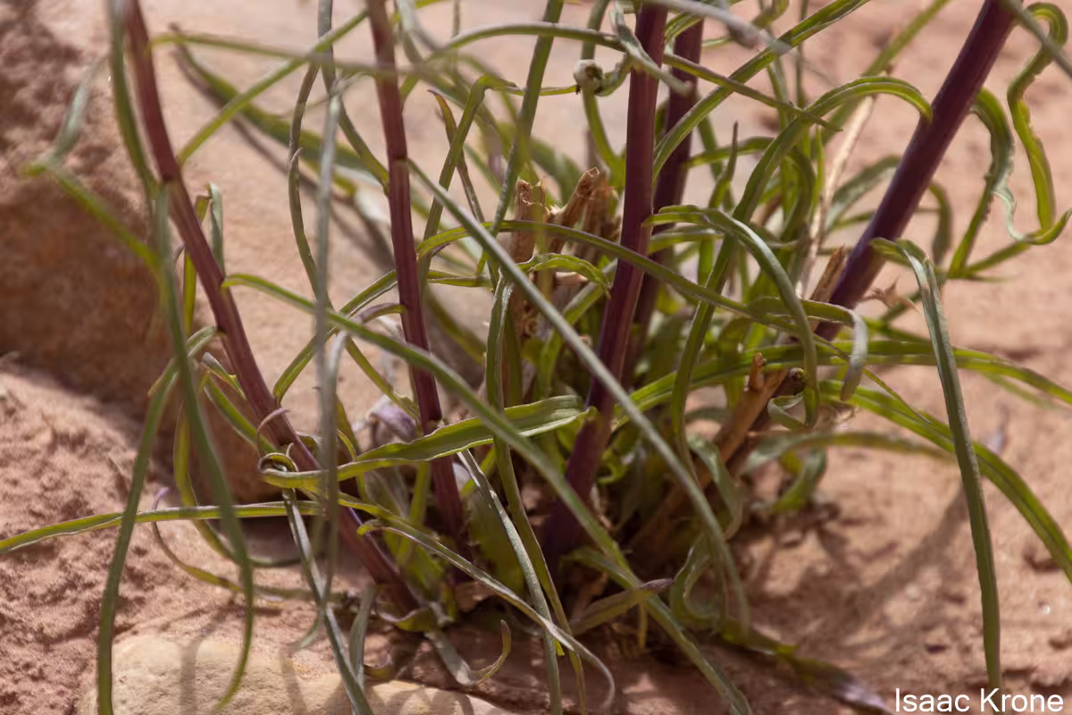 Plant of Cutler's milkweed (Asclepias cutleri) in the desert.