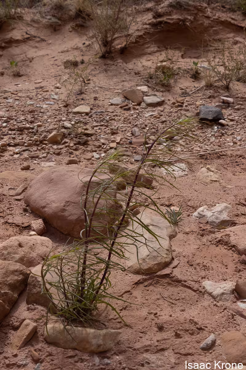 Plant of Cutler's milkweed (Asclepias cutleri) in desert.