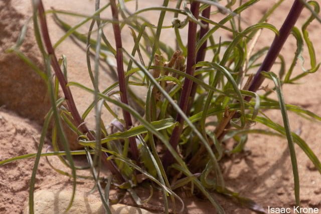 Plant of cutlers milkweed (Asclepias cutleri) in a desert.