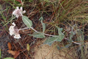 Plant of sandhill milkweed (Asclepias humistrata) in a wooded area.