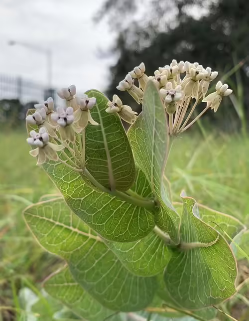 Plant of sandhill milkweed (Asclepias humistrata) in a field.