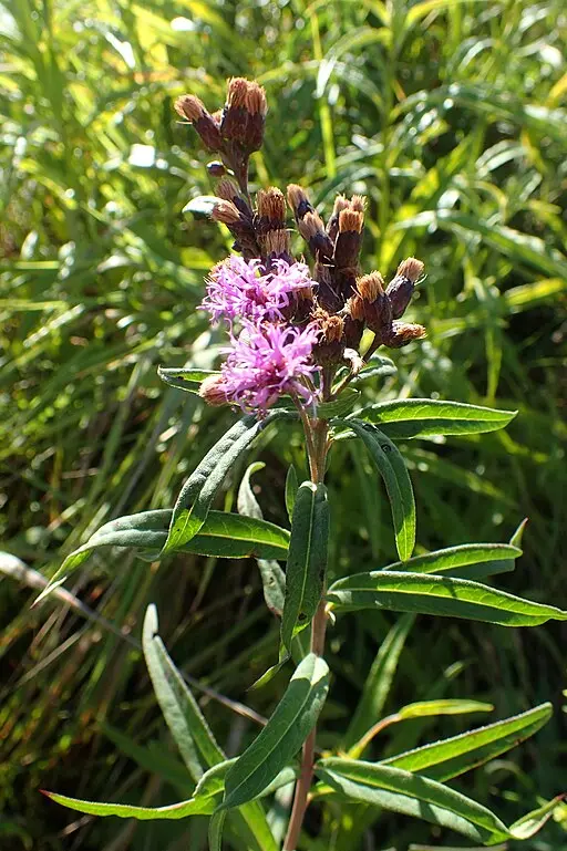 Plant of prairie ironweed (Vernonia fasciculata) with flowers and seed heads.