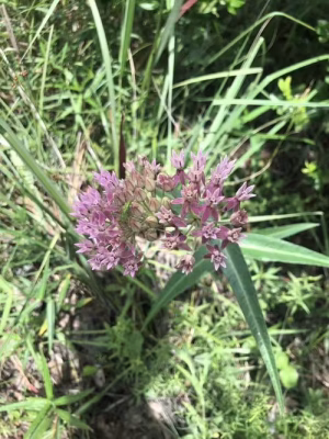 Plant of red milkweed (Asclepias rubra) in an open area.