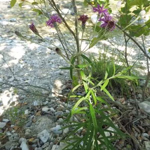 Plant of woolly ironweed (Vernonia lindheimeri).