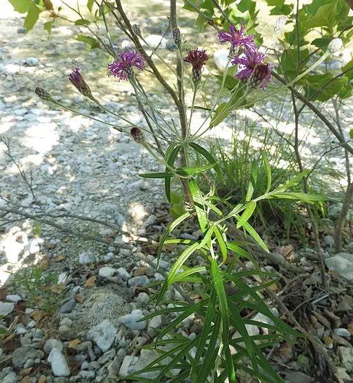 Plant of woolly ironweed (Vernonia lindheimeri).