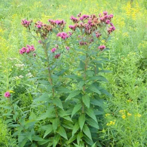 Plants of prairie ironweed (Vernonia fasciculata) in a field.